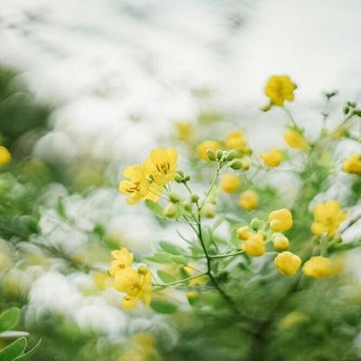 汪粵