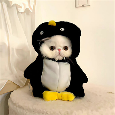 仙紫