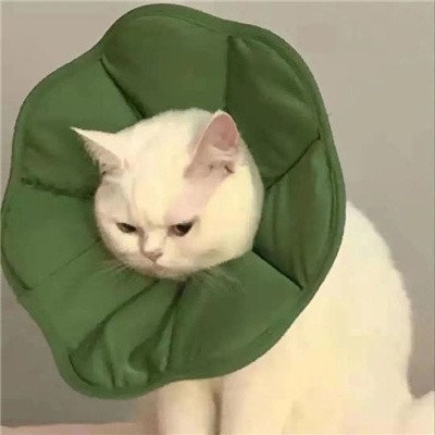 劉彥輝