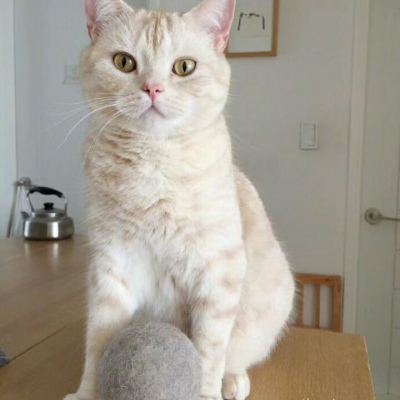 曹逸飛