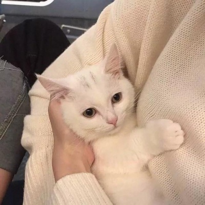 王以軒