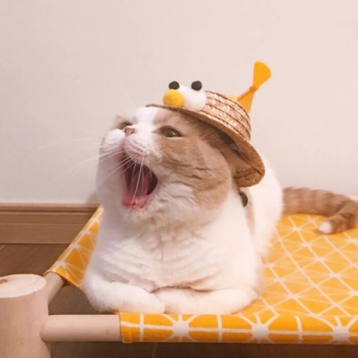 王暢唱