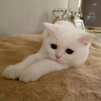 高毅