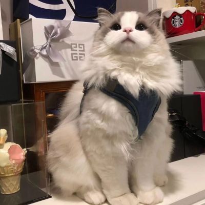 奶娃娃