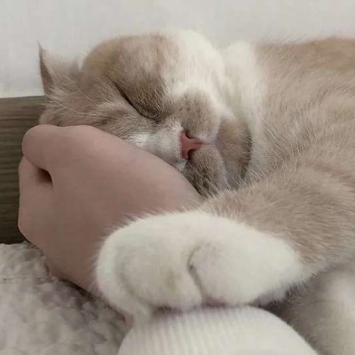 宋禹