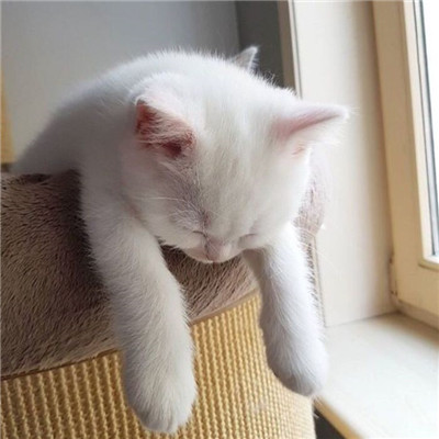 意文