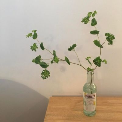 施輝