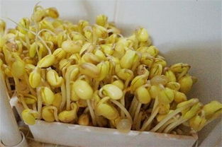 怎么生豆芽菜黃豆怎么生豆芽菜