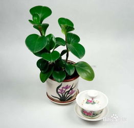 輪葉豆瓣綠怎么繁殖方法和注意事項 輪葉豆瓣綠繁殖方法和注意事項介紹