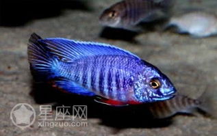 夢見撈大魚是什么意思 夢見撈大魚具體是什么意思