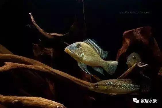 南美缸適合養什么魚南美缸養什么魚好