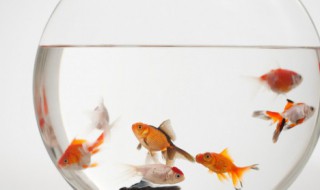南美缸適合養什么魚南美缸養什么魚好