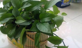 室內花卉養殖方法以及禁忌 室內花卉養殖方法以及禁忌是啥