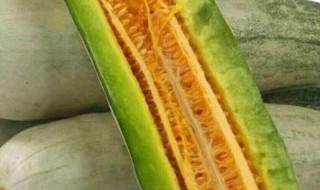 羊角蜜的籽為什么是苦的 羊角蜜的籽是苦的原因