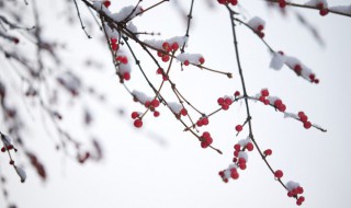 小雪有哪些習俗 小雪的習俗介紹