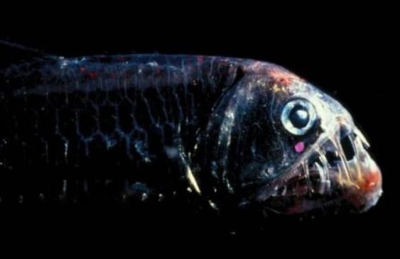 世界上最恐怖的海底生物是什么 十個最嚇人海底生物