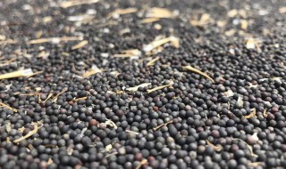油菜籽那么小怎么能快速清理干凈 怎么能快速清理干凈油菜籽