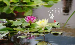 2021小暑節氣特點介紹 2021小暑節氣特點是什么