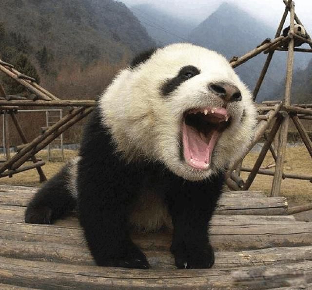 古代熊貓是蚩尤的坐騎嗎 打仗時戰斗力爆棚