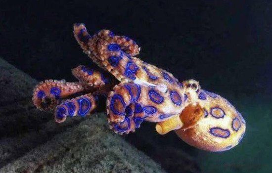 藍環章魚的毒性有多強 是一種劇毒海洋生物(無藥可救)