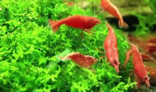 魚缸里的櫻花蝦吃什么 魚缸里的櫻花蝦吃那些食物