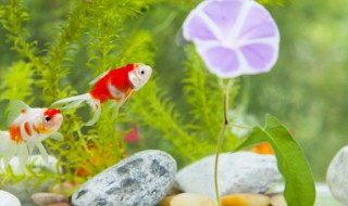 怎么看母斗魚卵成熟了斗魚母怎么看有卵