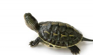 甲魚是烏龜嗎 有什么區別呢