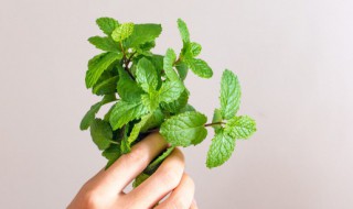 鮮薄荷可以涼拌吃嗎 鮮薄荷直接涼拌吃可以嗎