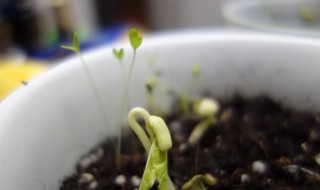綠豆是怎么長出來的 綠豆生長過程