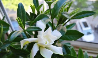 帶花苞梔子花剛買回來怎么養 帶花苞梔子花剛買回來如何養活