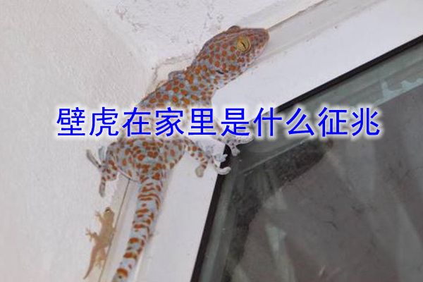 家里進壁虎的真正預兆怎么處理合適 在風水上講預示什么