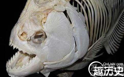 史前大型食人魚:咬合力達自身體重的50倍