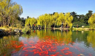花港觀魚的簡介是什么 花港觀魚的介紹
