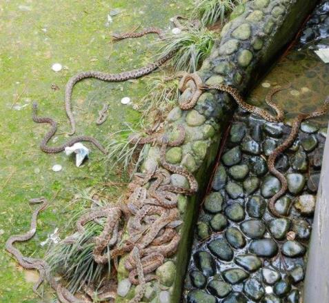 千島湖蛇島關閉原因 蛇島上是不是有很多蛇