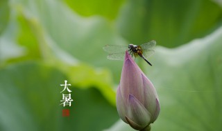 節氣大暑一共多少天 大暑一共15天對嗎