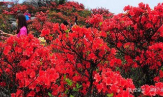 中國杜鵑花之鄉在哪里 中國杜鵑花之鄉指哪個城市呢