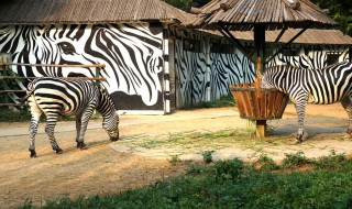 中國最大的動物園 中國最大的動物園是什么