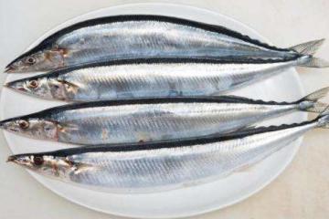 青川魚是海魚還是河魚