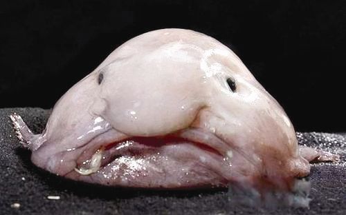 丑魚都有哪些魚 水滴魚是最丑的魚嗎