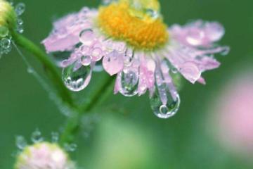 雨后的句子有哪些