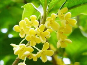 桂花十大品種 佛頂珠上榜,第八終年開花-圖1