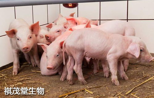 豬走怎么做 -圖1