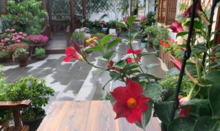 飄香藤花語和寓意 飄香藤花語和寓意介紹