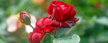 爬藤薔薇花的養殖方法