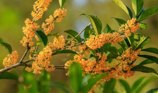 關于桂花樹的資料 桂花樹的栽培