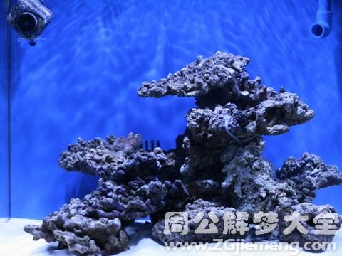 夢見魚缸里的魚死了 夢見魚缸里的魚死了含義
