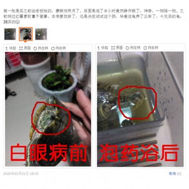烏龜眼睛腫了睜不開，其實是感染白眼病了