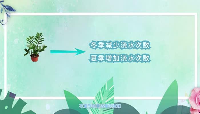 金錢樹的養殖方法和注意事項 養金錢樹的需要注意哪些事